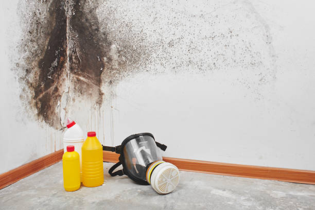 Best Home Mold Removal  in Daisetta, TX