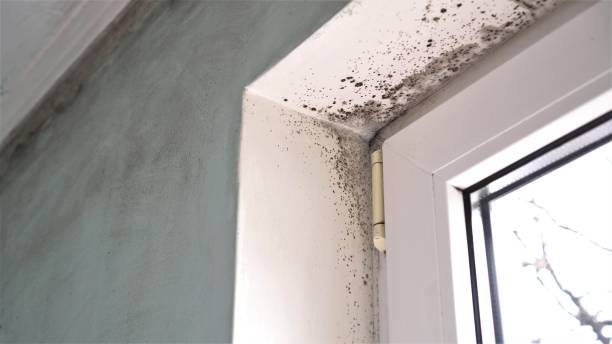 Office Mold Removal Services in Daisetta, TX