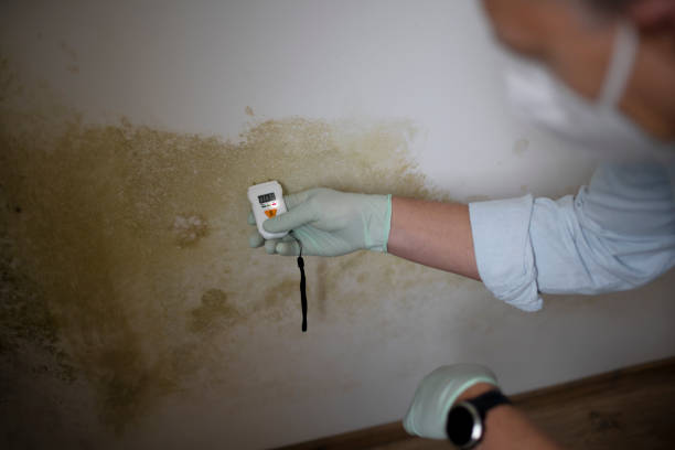 Best Office Mold Removal Services  in Daisetta, TX