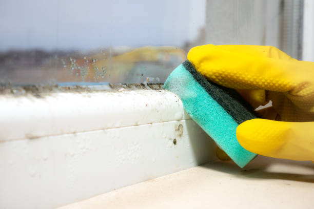 Trusted Daisetta, TX Mold Removal Experts