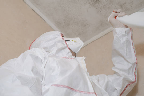 Best Attic Mold Removal  in Daisetta, TX