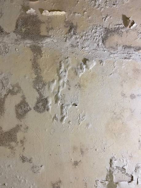 Best Affordable Mold Removal  in Daisetta, TX