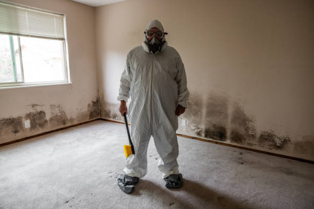 Best Commercial Mold Removal  in Daisetta, TX