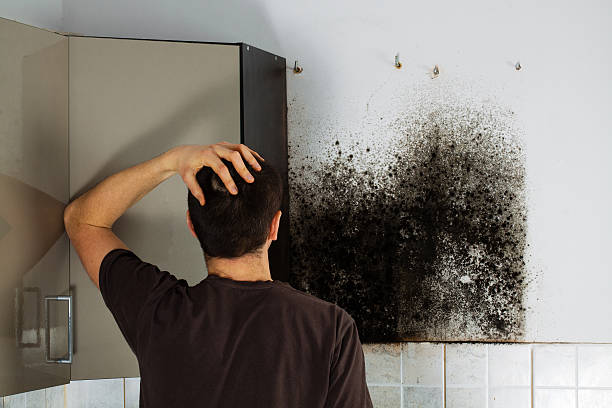 Best Toxic Mold Removal  in Daisetta, TX